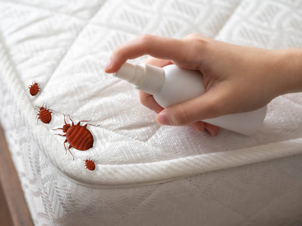 Best Affordable Pest Control Services  in Rm Beach, WA